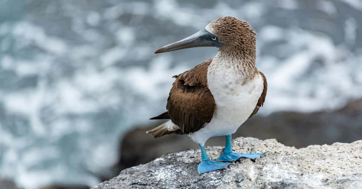 galapagos
