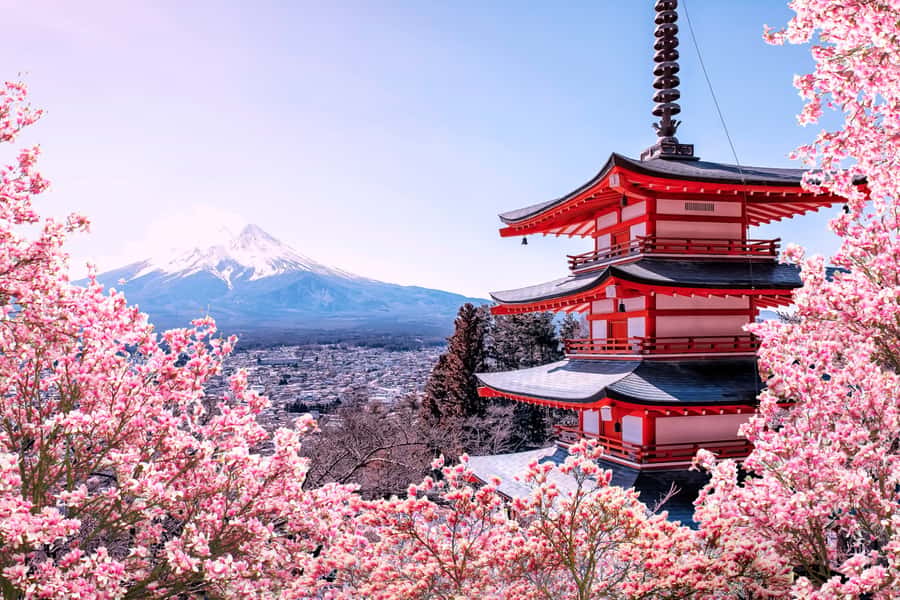 A red pagoda, cherry blossoms and Mount Fuji, Japan