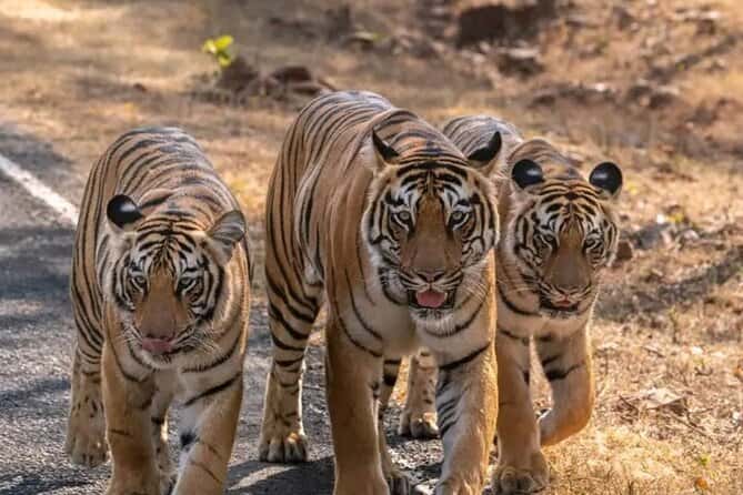 Tigers walking through the forest in Panna