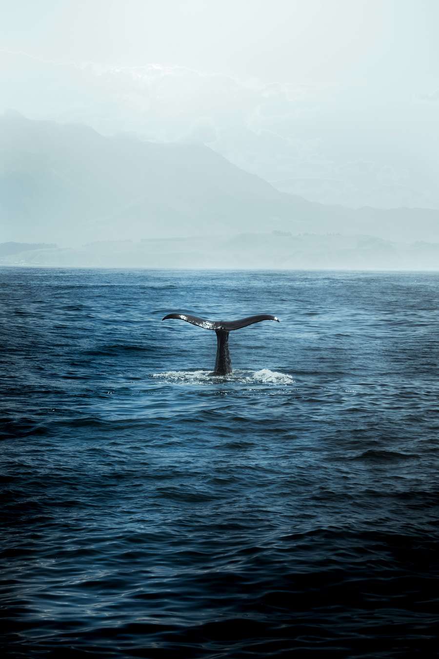 A whale's tail rising from the sea off Sri Lanka